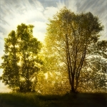 Veiled-light-with-two-trees