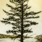 King's Pine Along the Saint John River, 48x32-Edit