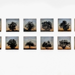 Tree grid, 12 panels (complete series)-Edit